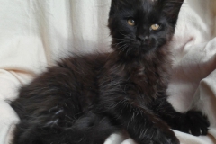 Carl Fredricksen_13W (2)