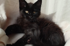 Carl Fredricksen_13W (3)