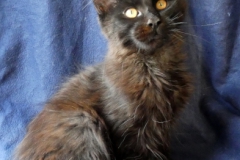 Carl Fredricksen_15W (1)