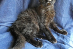 Carl Fredricksen_15W (2)