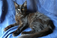 Carl Fredricksen_15W (3)