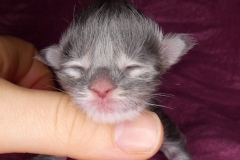 Drake Mallard_00W (1)