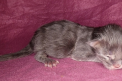 Drake Mallard_00W (2)