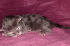 Drake Mallard_00W (3)