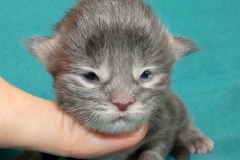 Drake Mallard_01W (1)