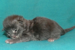 Drake Mallard_01W (3)