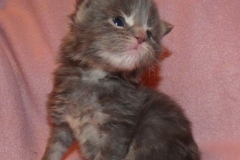 Drake Mallard_02W (1)