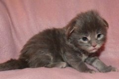 Drake Mallard_02W (2)