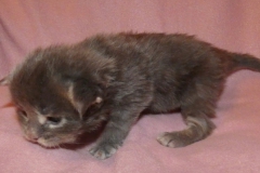 Drake Mallard_02W (3)