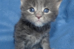 Drake Mallard_03W (1)