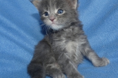 Drake Mallard_03W (2)