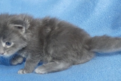 Drake Mallard_03W (3)