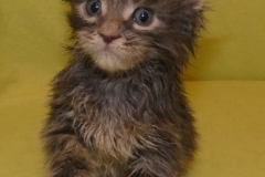 Drake Mallard_04W (1)