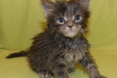 Drake Mallard_04W (2)