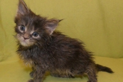 Drake Mallard_04W (3)