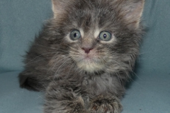 Drake Mallard_05W (1)