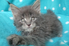 Drake Mallard_07W (1)