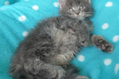 Drake Mallard_07W (2)