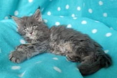 Drake Mallard_07W (3)