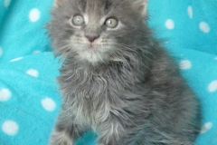 Drake Mallard_07W (4)