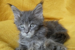 Drake Mallard_08W (1)