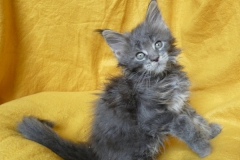 Drake Mallard_08W (2)