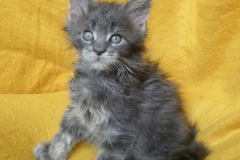 Drake Mallard_08W (3)