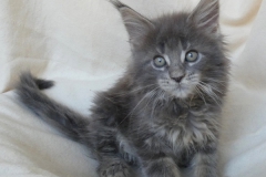 Drake Mallard_09W (2)