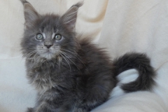 Drake Mallard_09W (3)