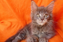 Drake Mallard_11W (1)