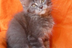 Drake Mallard_11W (2)