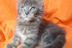 Drake Mallard_11W (3)