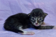 Bonnie Hopps_01W (2)