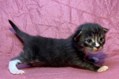 Bonnie Hopps_02W (2)