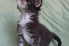 Bonnie Hopps_03W (2)