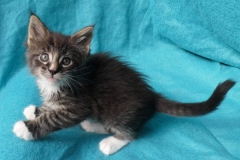 Bonnie Hopps_06W (2)