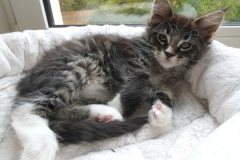 Bonnie Hopps_08W (2)