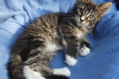 Bonnie Hopps_11W (3)