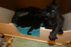 Wurf_04W (4) Carl Foto Bomb