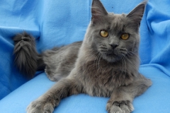 H'Hellcat_Y00M08 (1)