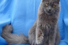 H'Hellcat_Y00M08 (2)