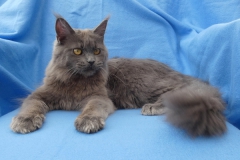 H'Hellcat_Y00M08 (3)